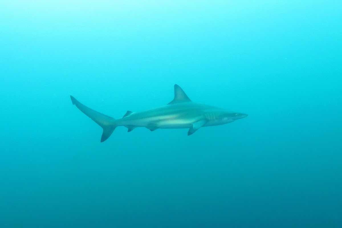Scuba Kicker Rock photo 8