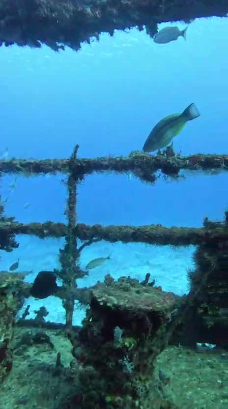 Aqua Divers Cozumel photo 3