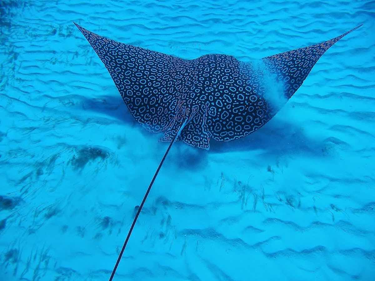 Aqua Divers Cozumel photo 8