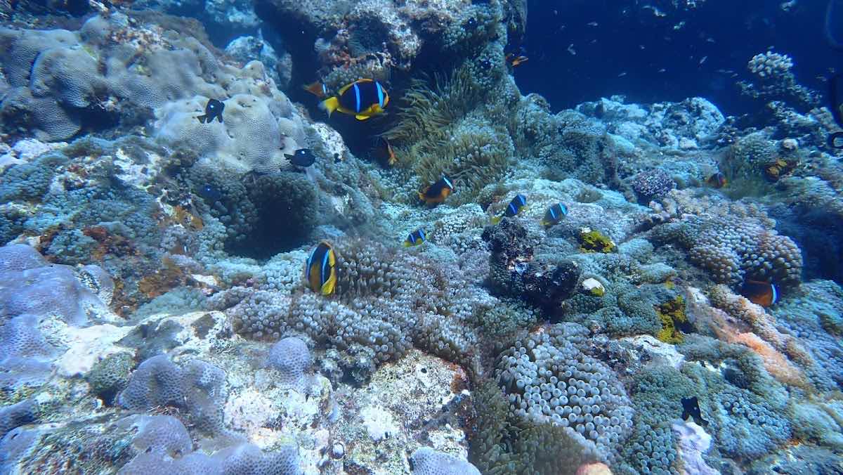AX Factor Dive photo 9