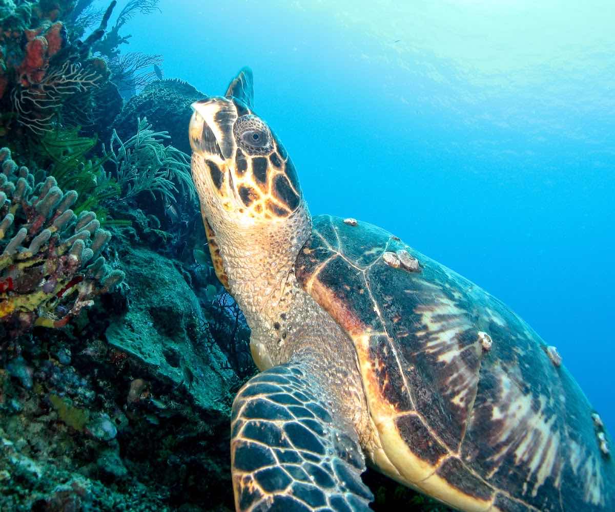 Eastern Caribbean Diving Limited photo 1