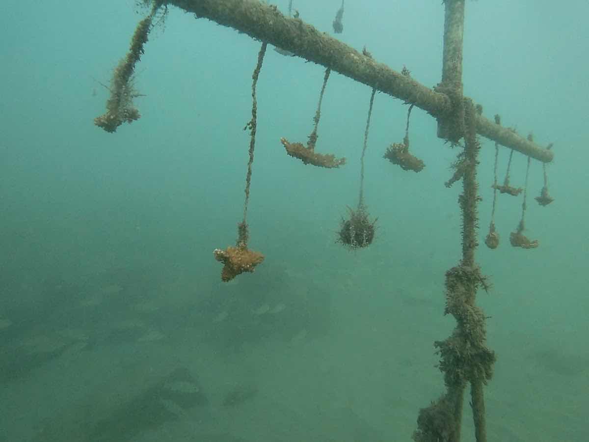 Eastern Caribbean Diving Limited photo 3