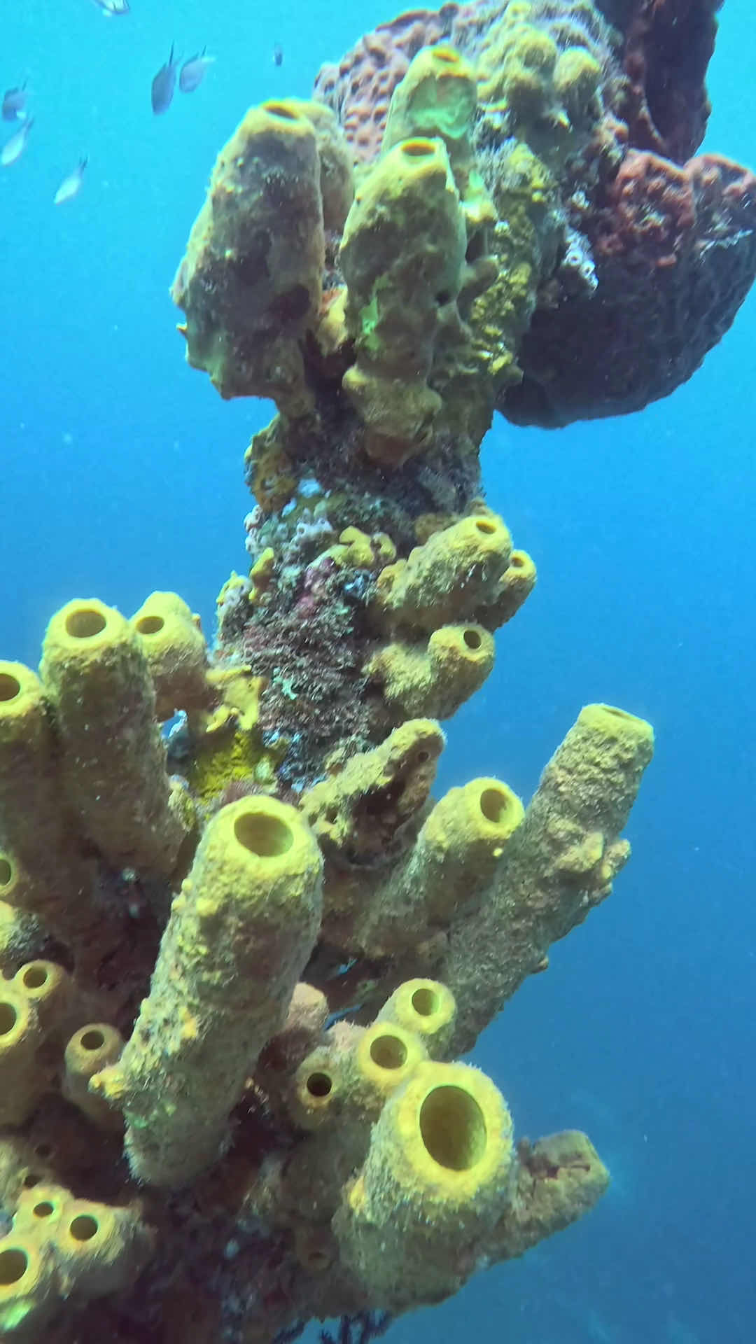 Eastern Caribbean Diving Limited photo 4