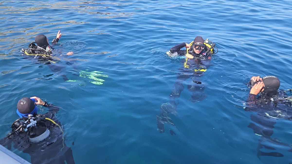 Aquatica Diving & Marine research photo 4