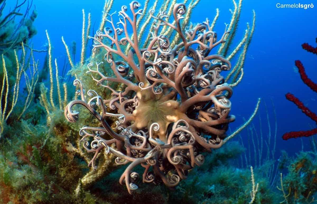Aquatica Diving & Marine research photo 5