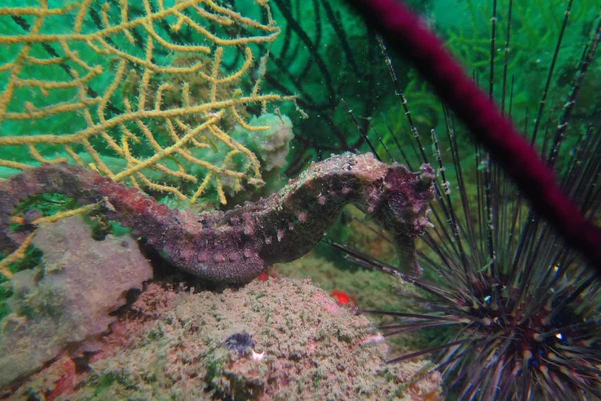 Langkawi Scuba photo 1