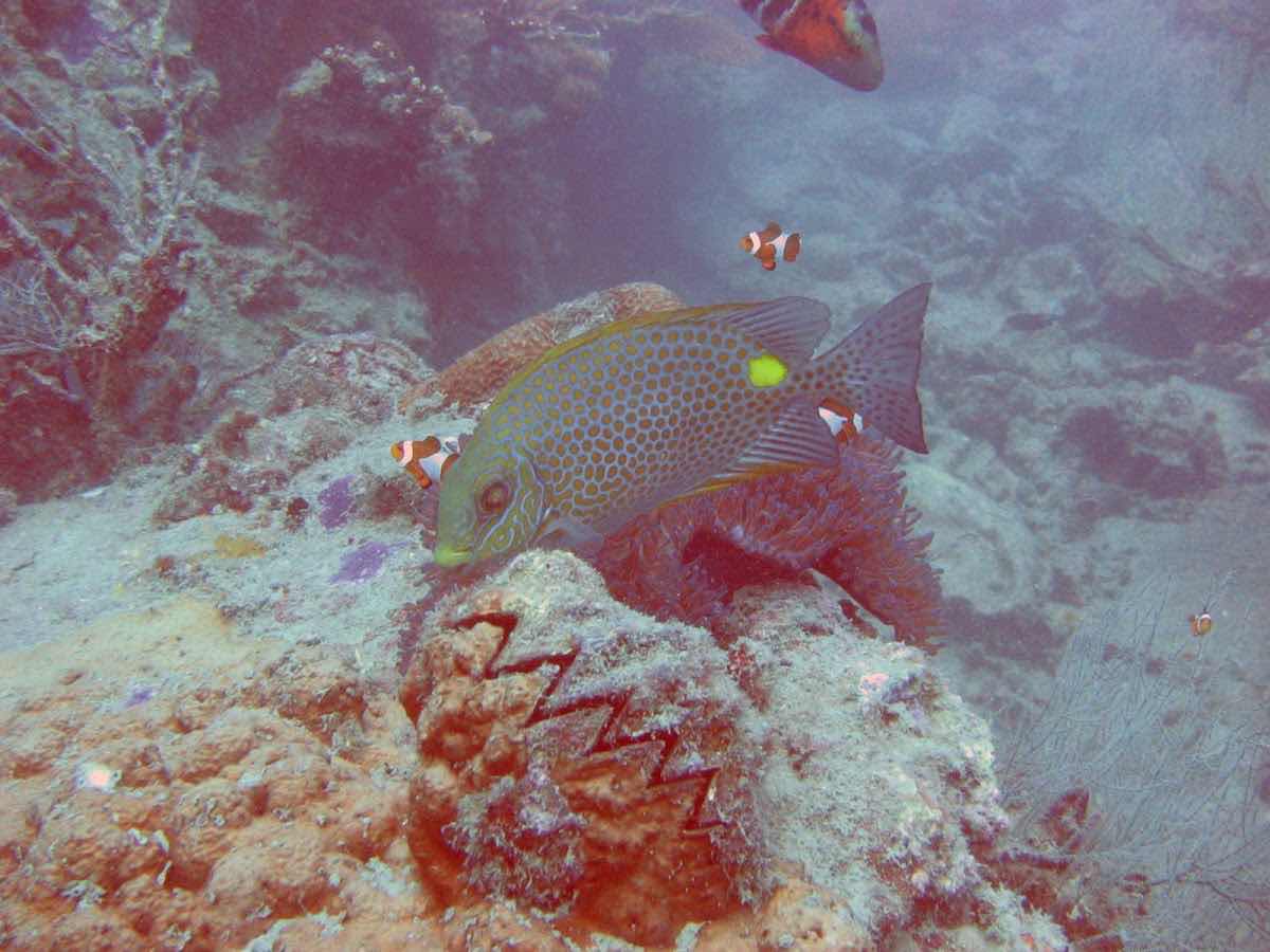 Langkawi Scuba photo 4
