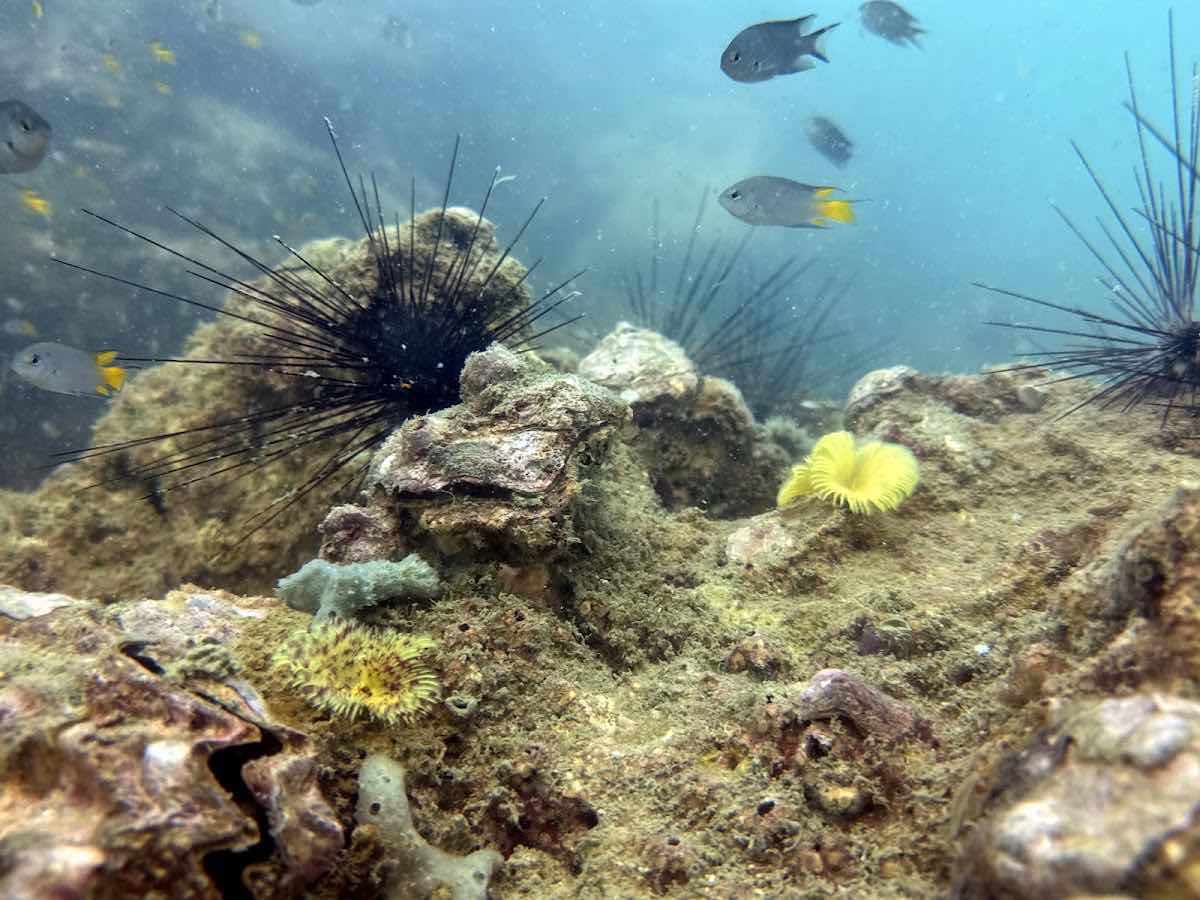 Langkawi Scuba photo 10