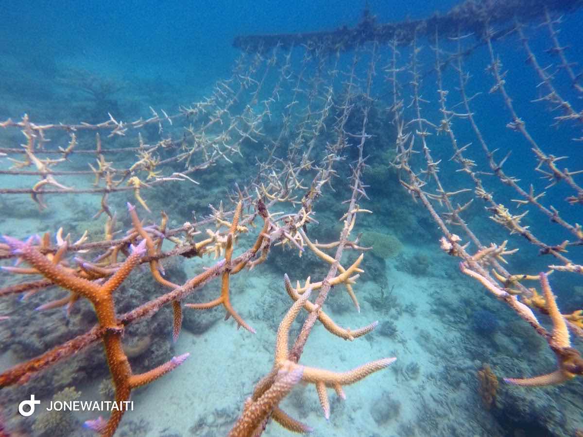 Rainbow Reef photo 1