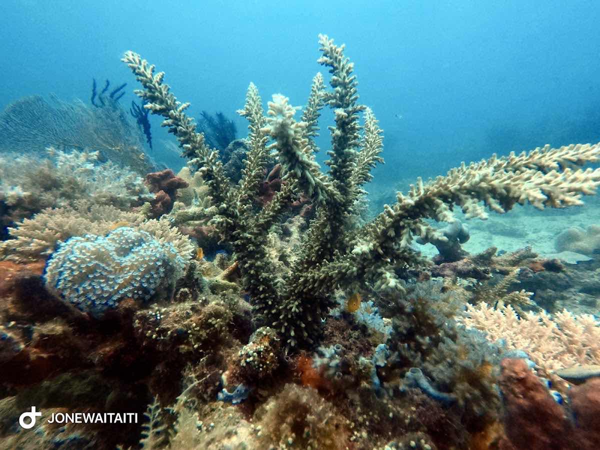 Rainbow Reef photo 2