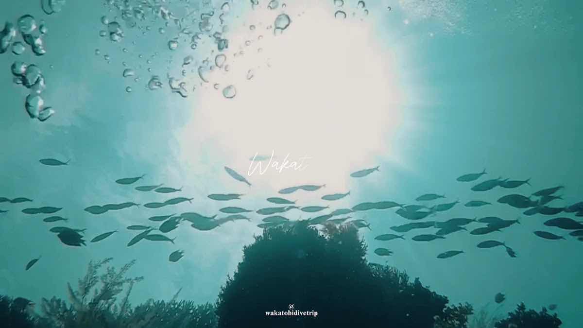 Wakatobi Dive Trip photo 3