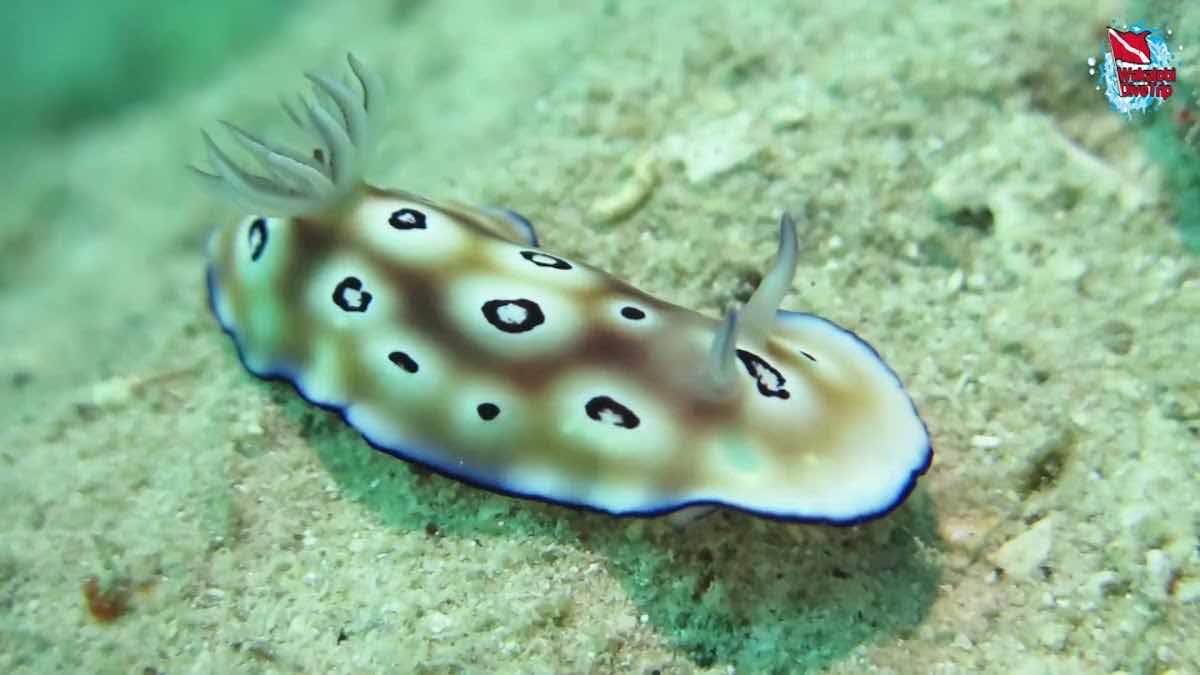 Wakatobi Dive Trip photo 4
