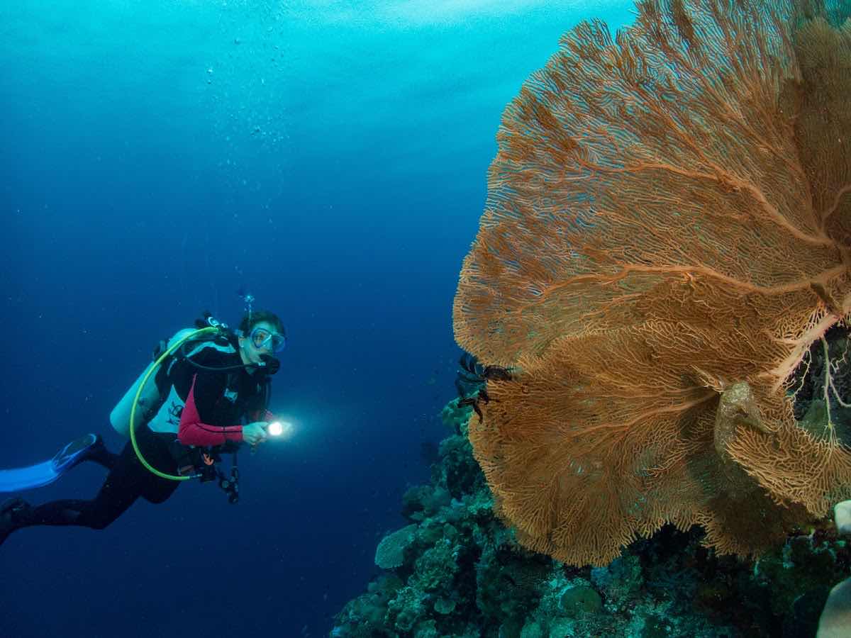 Wakatobi Dive Trip photo 6