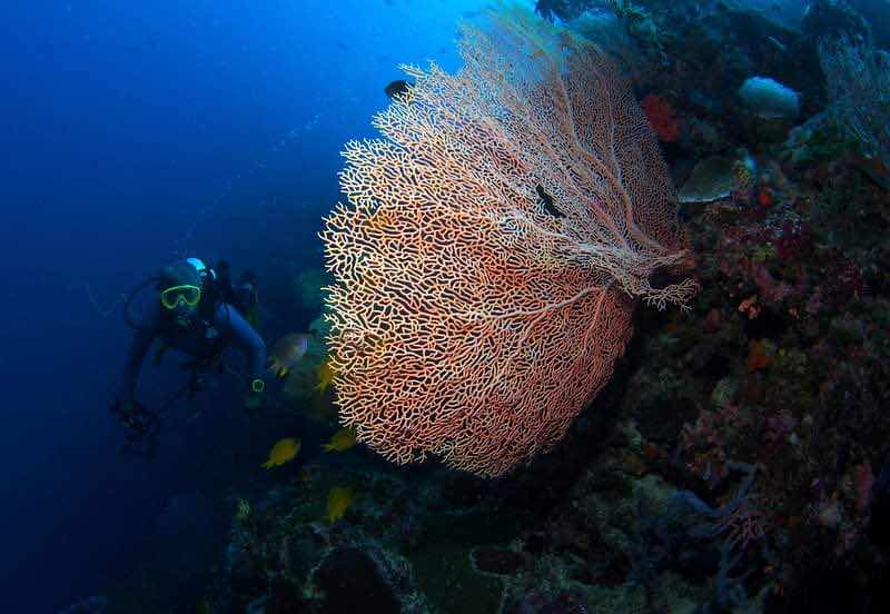 Wakatobi Dive Trip photo 7