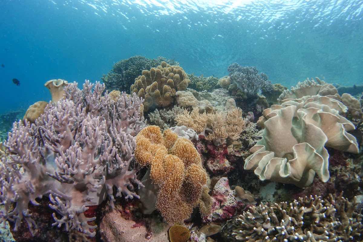 Wakatobi Dive Trip photo 8