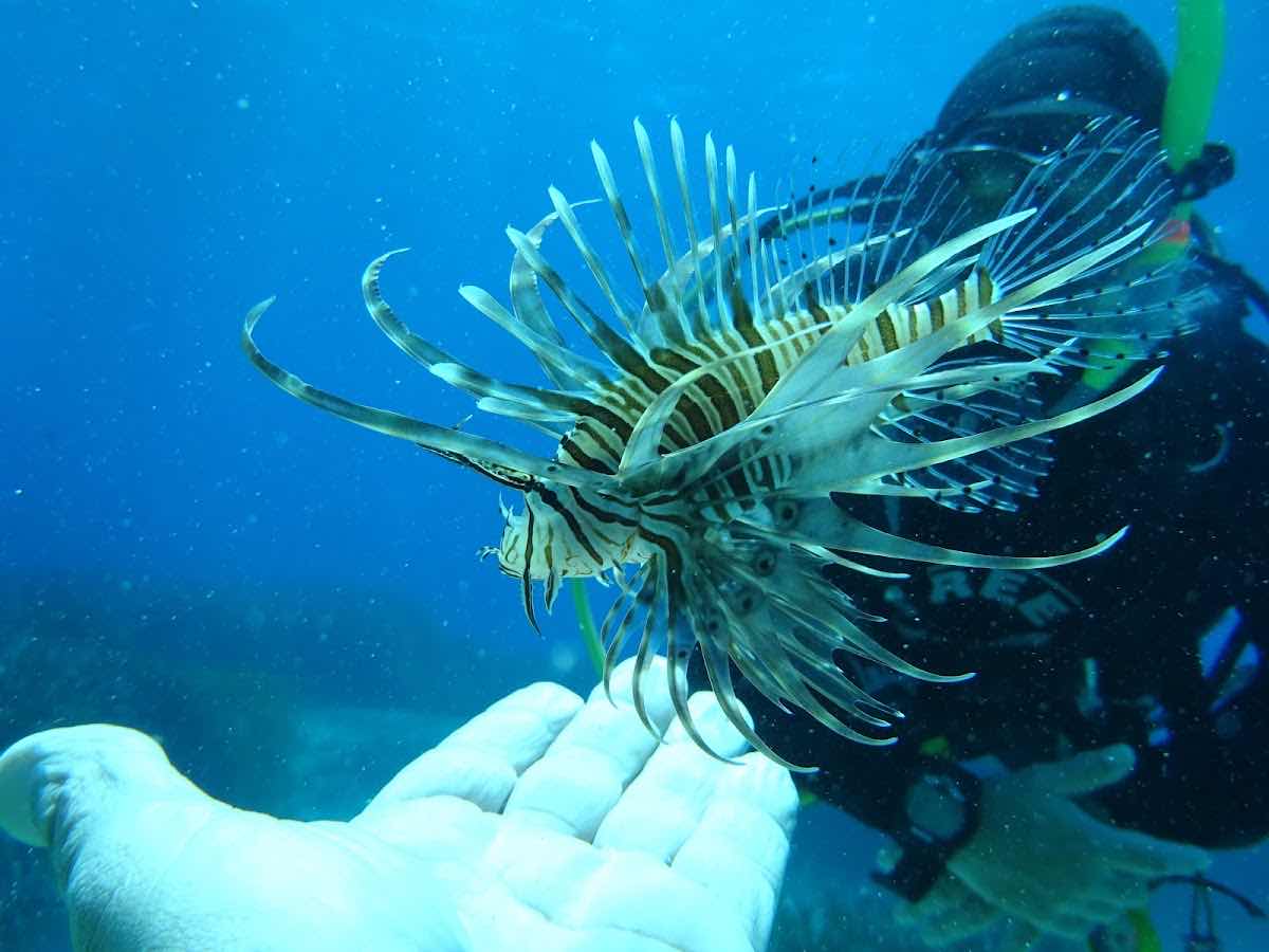 Kissamos Diving Center | Meeting Point photo 7
