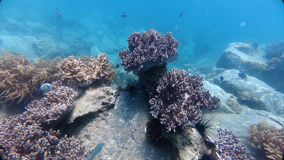 Rumblefish Vietnam PADI 5 Star IDC Center - Nha Trang photo 2