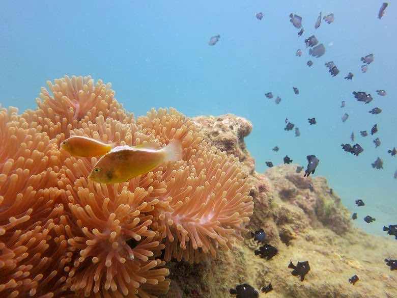 Dive Andaman photo 2