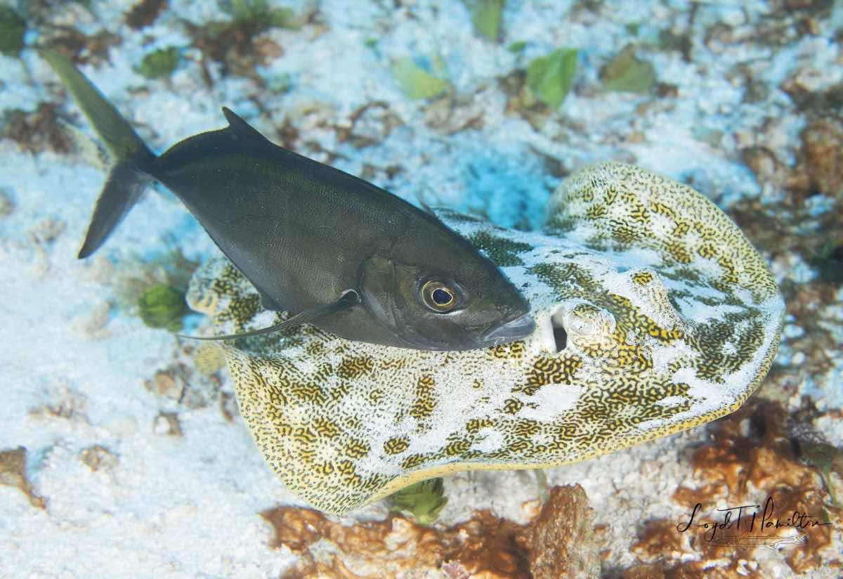 Scuba Life Cozumel photo 2