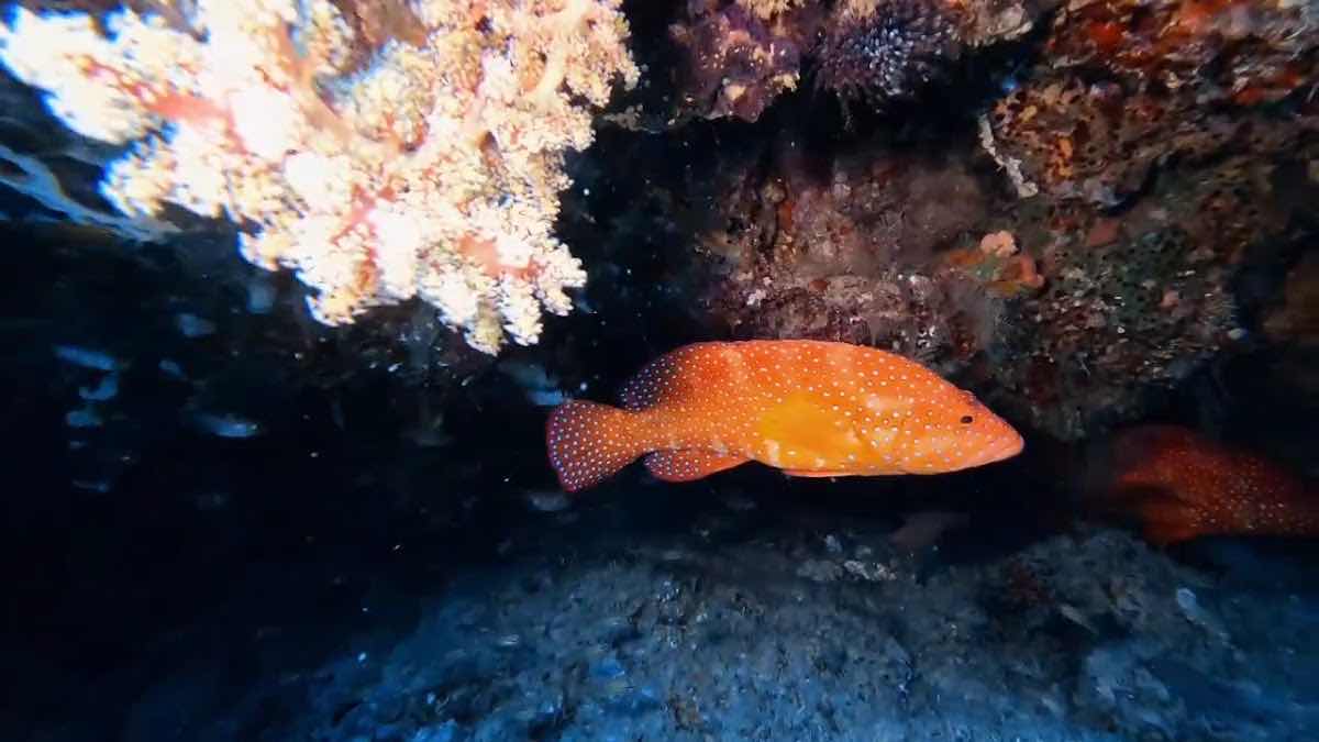 Black Marlin diving center photo 3