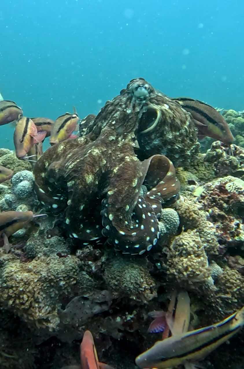 Pearl Dimaniyat Diving Center photo 2