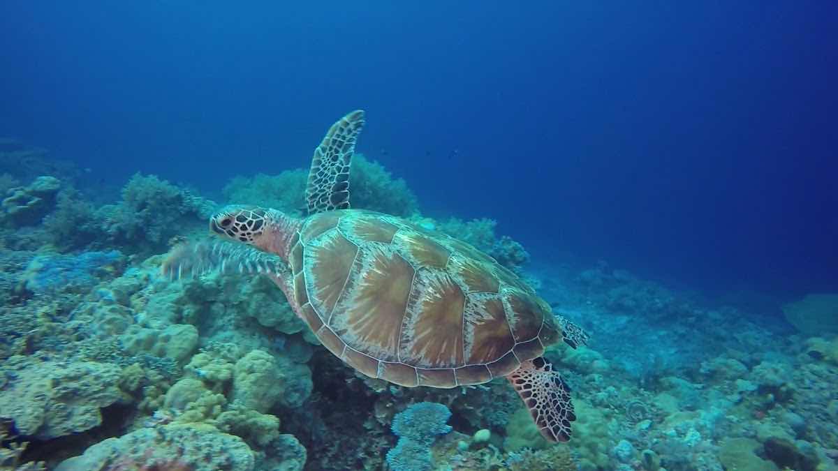 Pearl Dimaniyat Diving Center photo 4