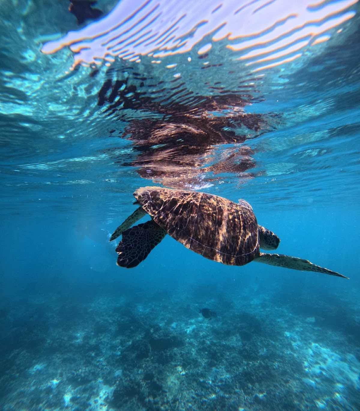 Pearl Dimaniyat Diving Center photo 10