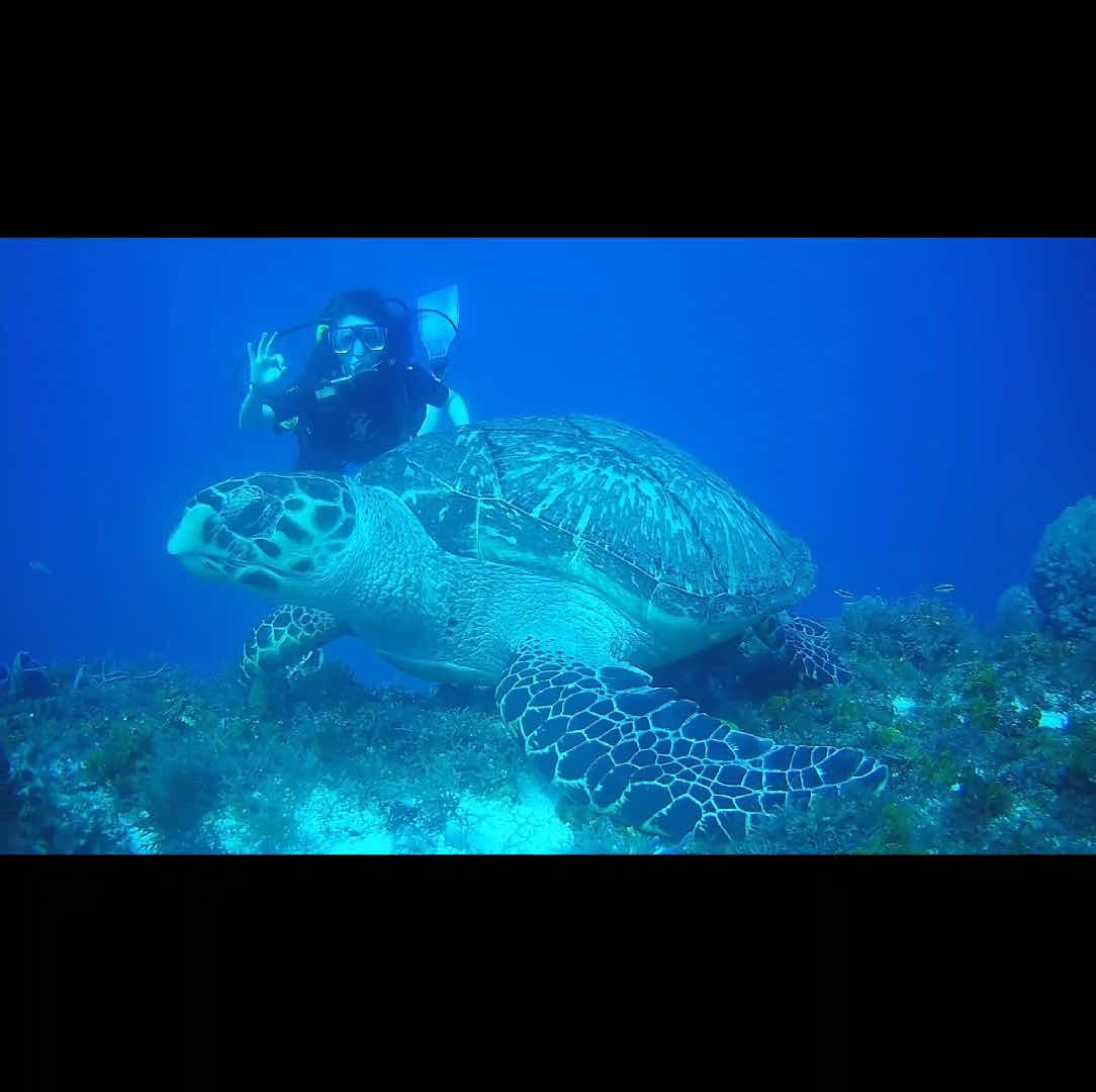 BEST DIVE COZUMEL MEXICO photo 2