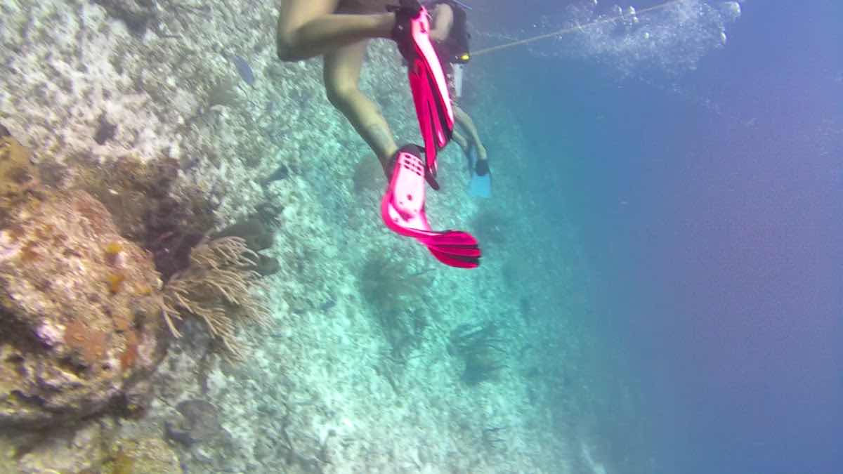 BEST DIVE COZUMEL MEXICO photo 3