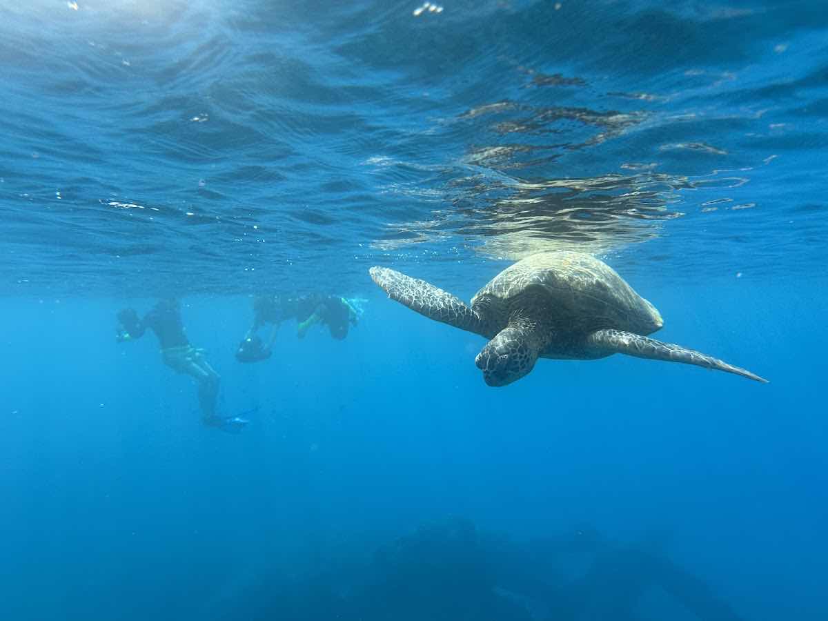 My Splash Maui - Sea Scooter Snorkeling Tour photo 9