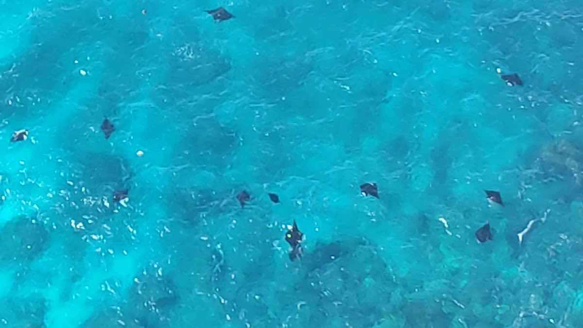THE MANTA POINT photo 5