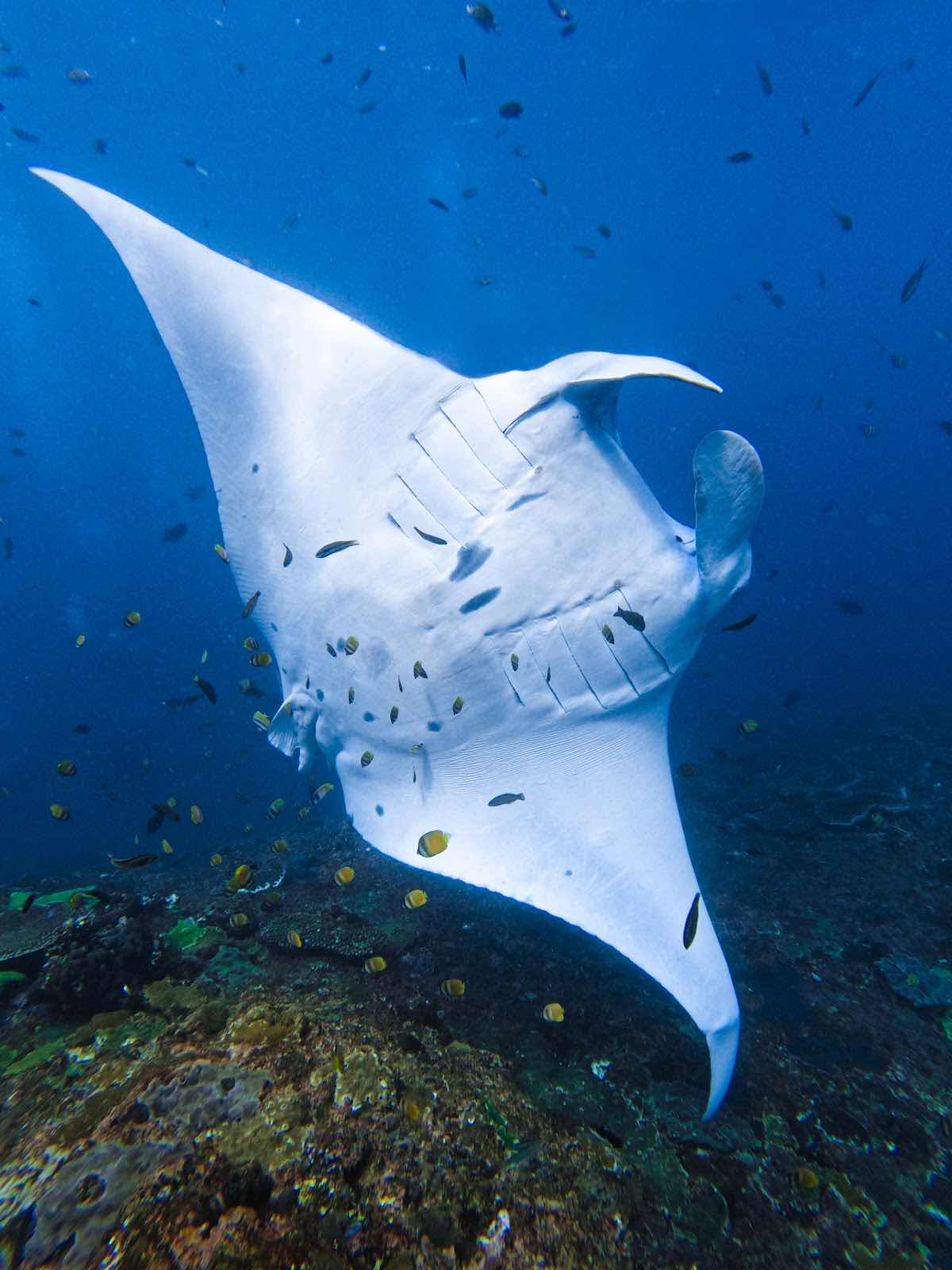 THE MANTA POINT photo 6