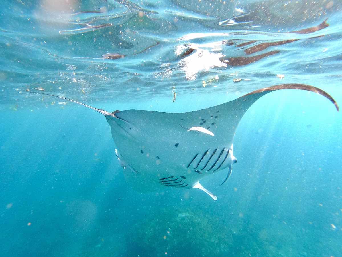 THE MANTA POINT photo 8