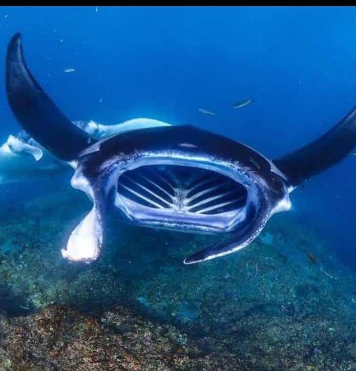THE MANTA POINT photo 9