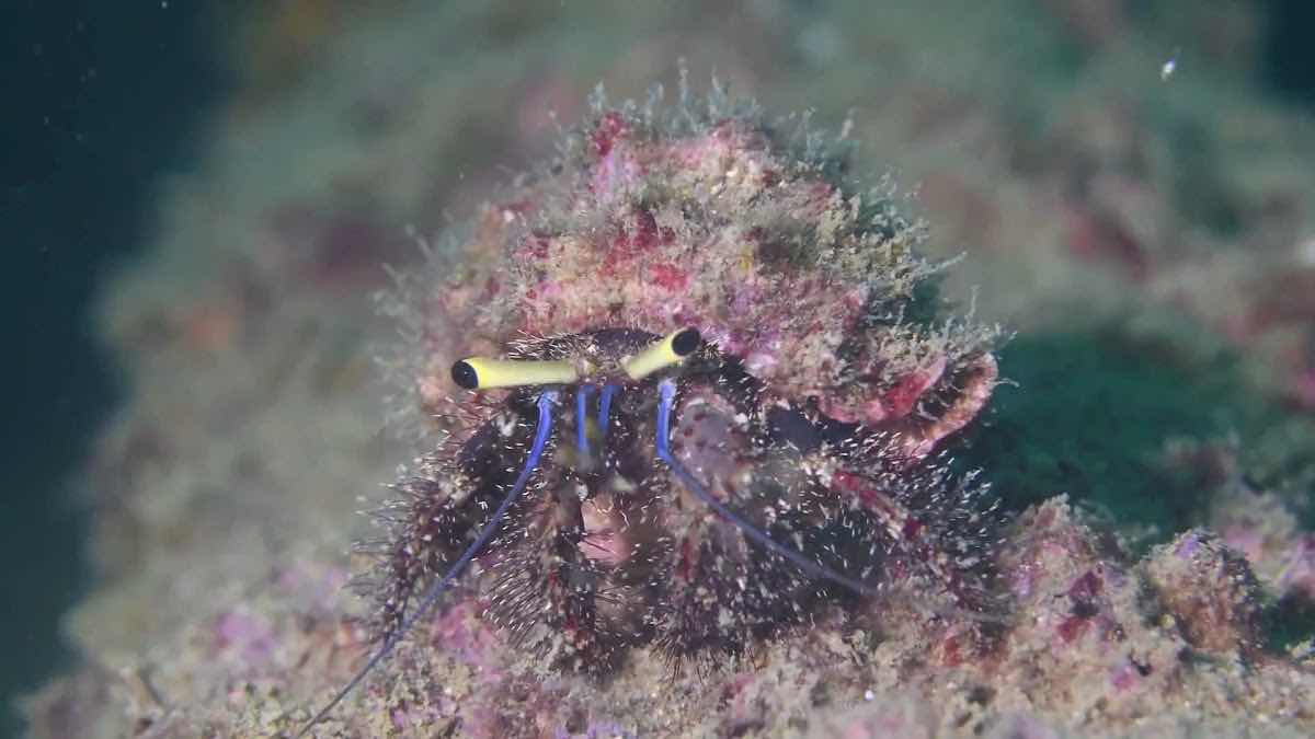 Similan Diving Safaris PADI 5* Dive Center photo 5