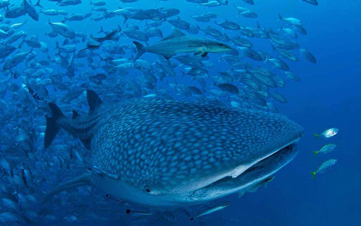 Similan Diving Safaris PADI 5* Dive Center photo 9