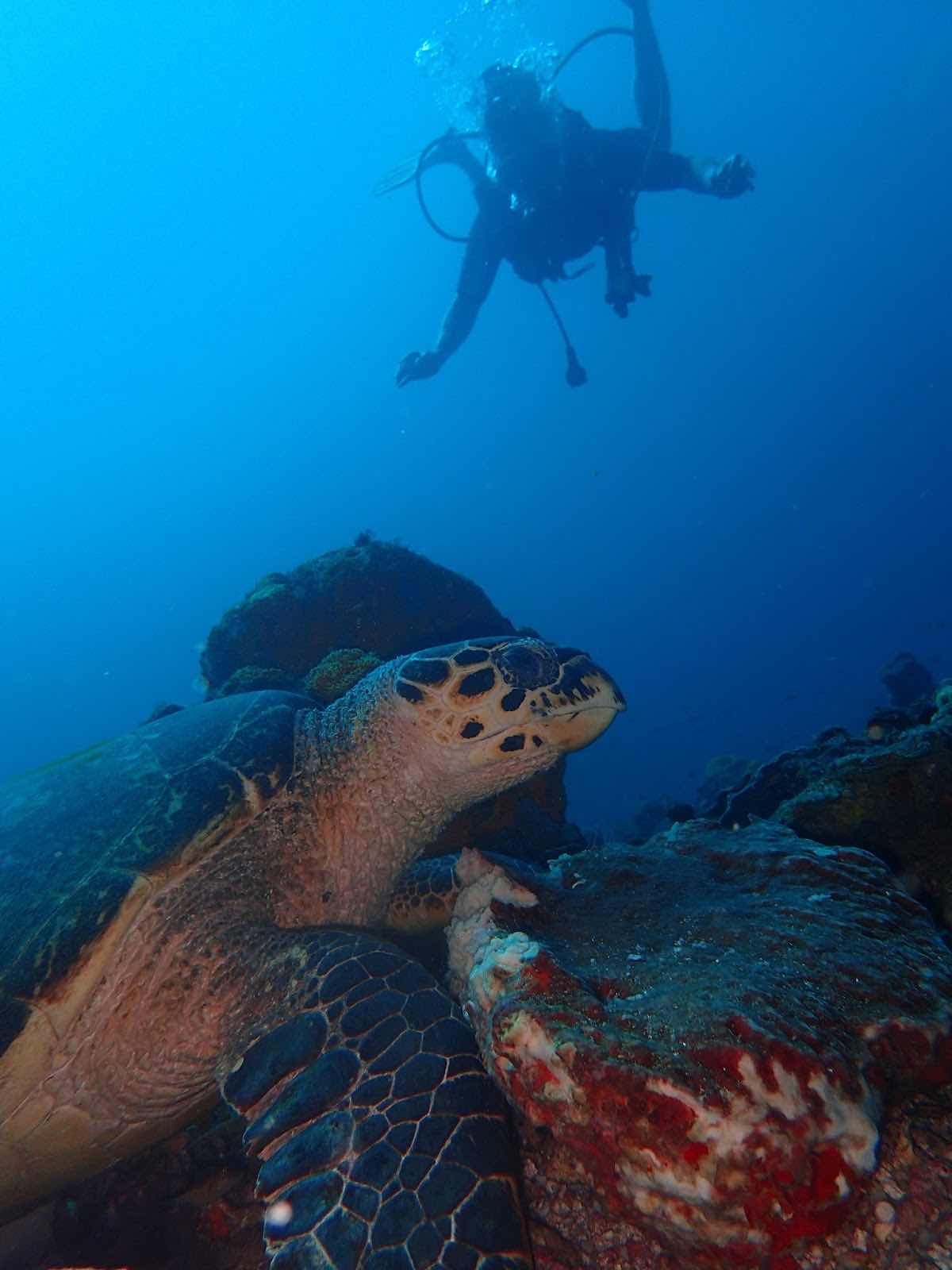 Kariba Plongee photo 5
