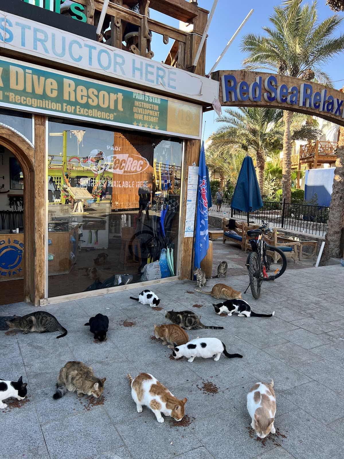 Dahab Apnea photo 6