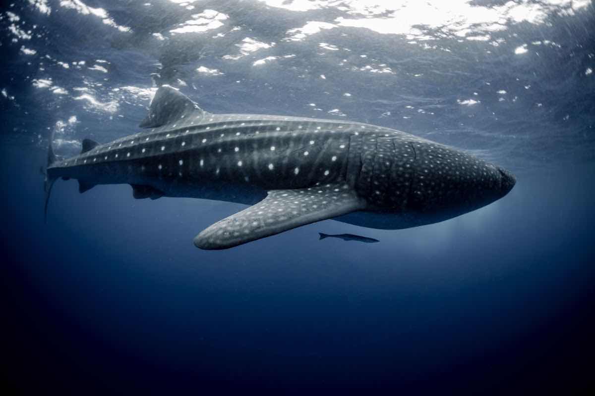 MirkoDiving Cancun | Scuba Diving in Cancun photo 6