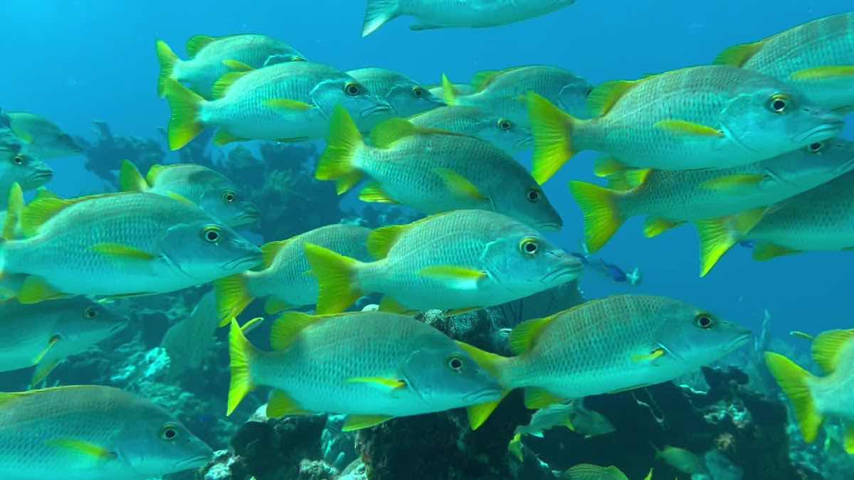 MirkoDiving Cancun | Scuba Diving in Cancun photo 10