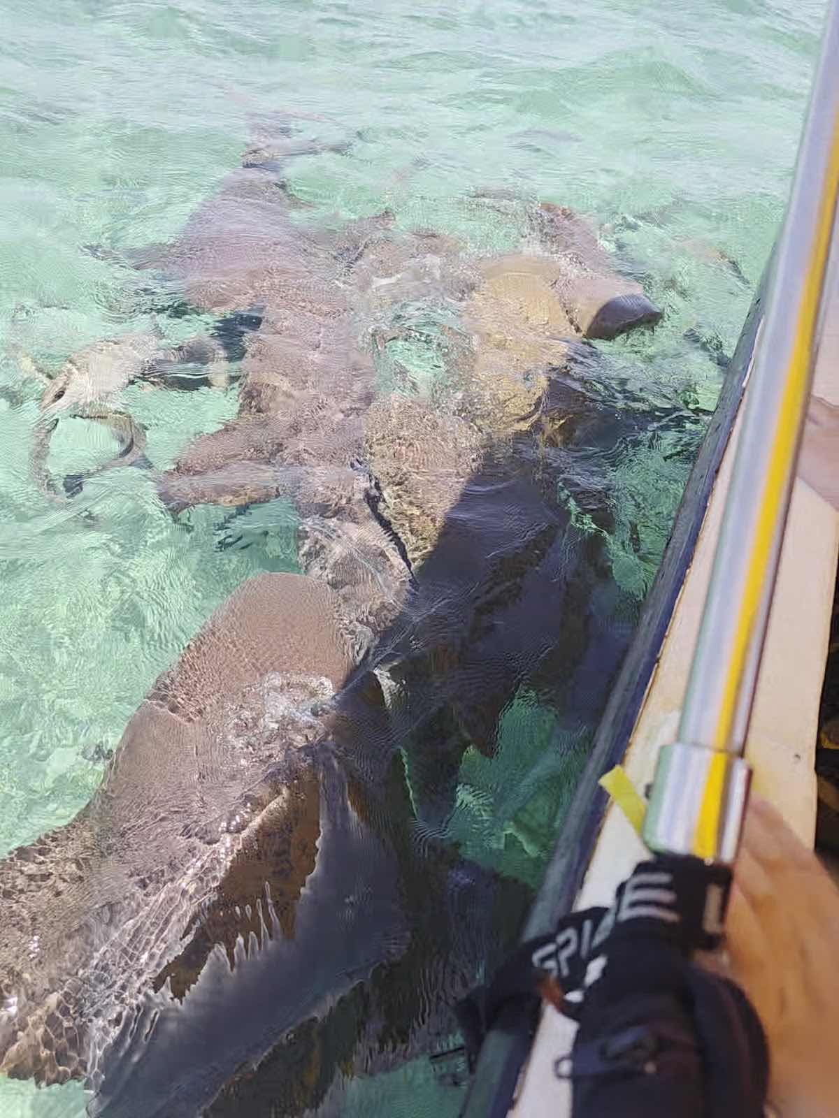 Lil Alphonse Snorkeling photo 3