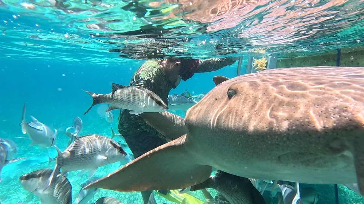 Lil Alphonse Snorkeling photo 10