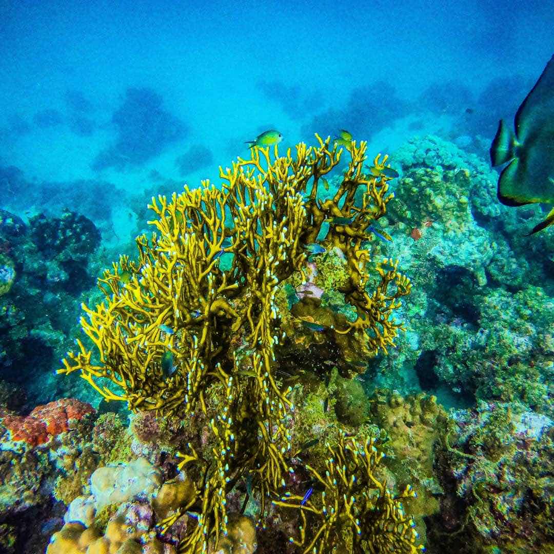 Aqua Club Diving Center Djibouti photo 8