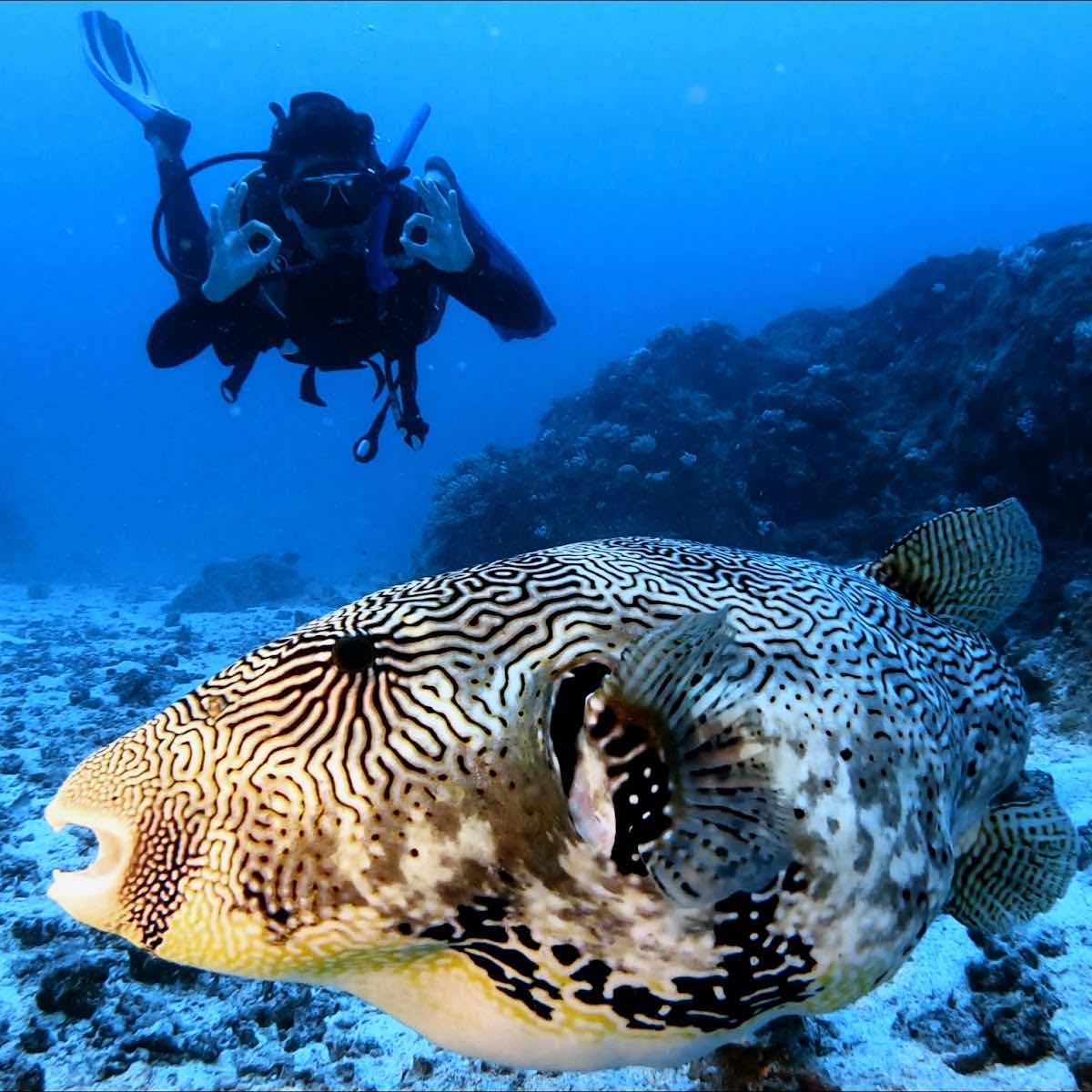 INDIGO DIVERS office photo 2