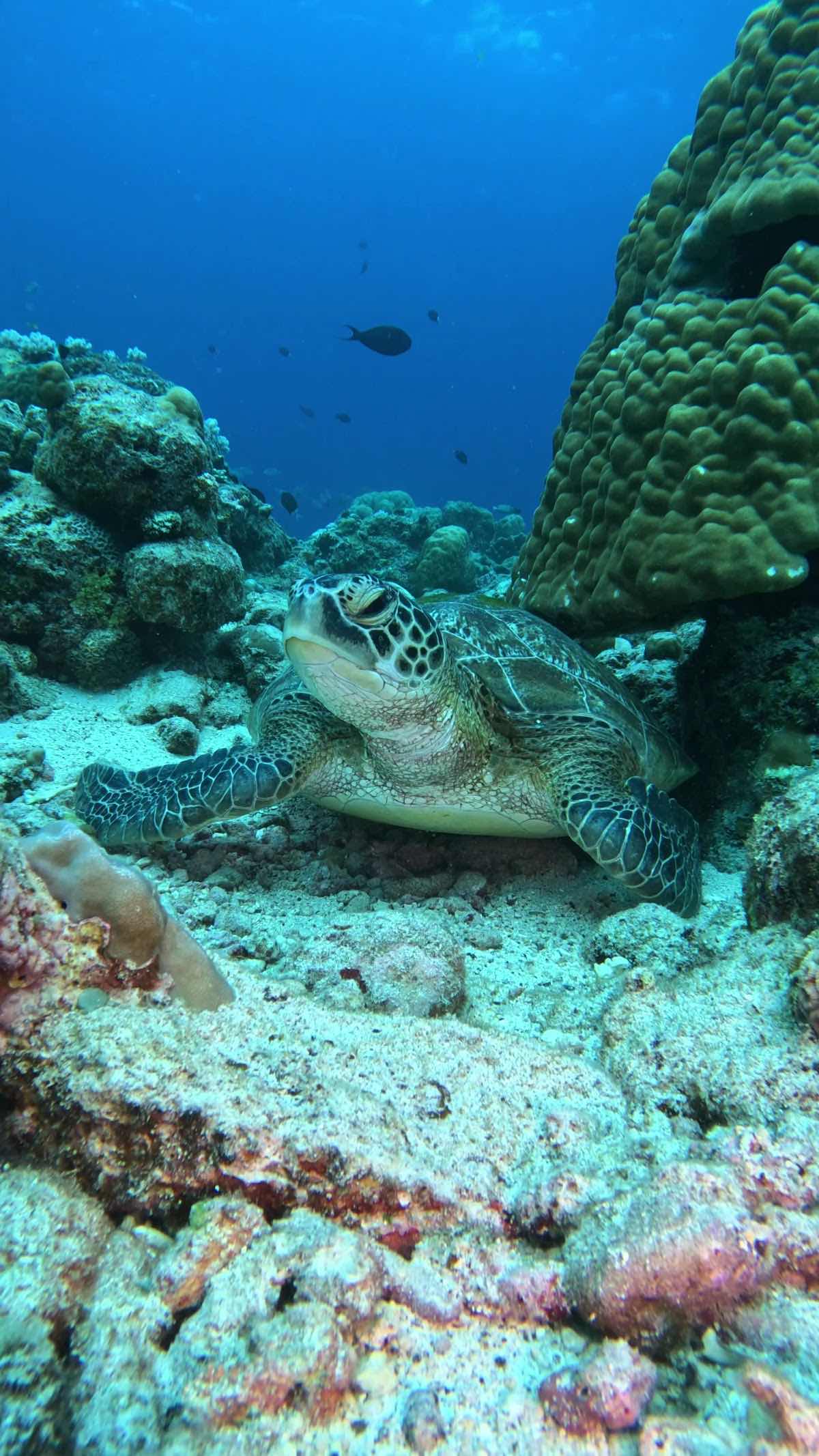 INDIGO DIVERS office photo 3