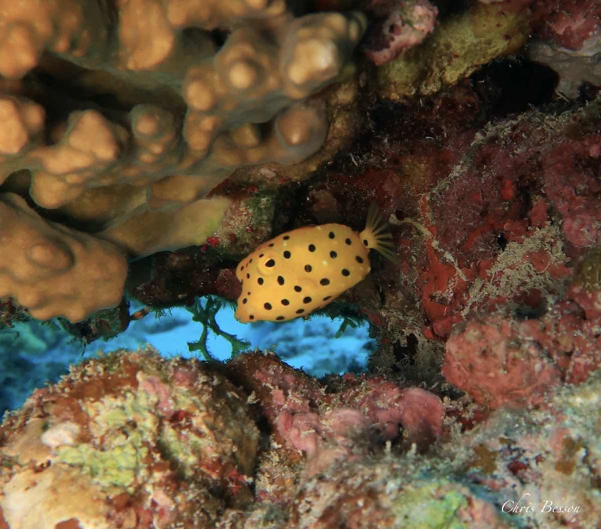 INDIGO DIVERS office photo 8
