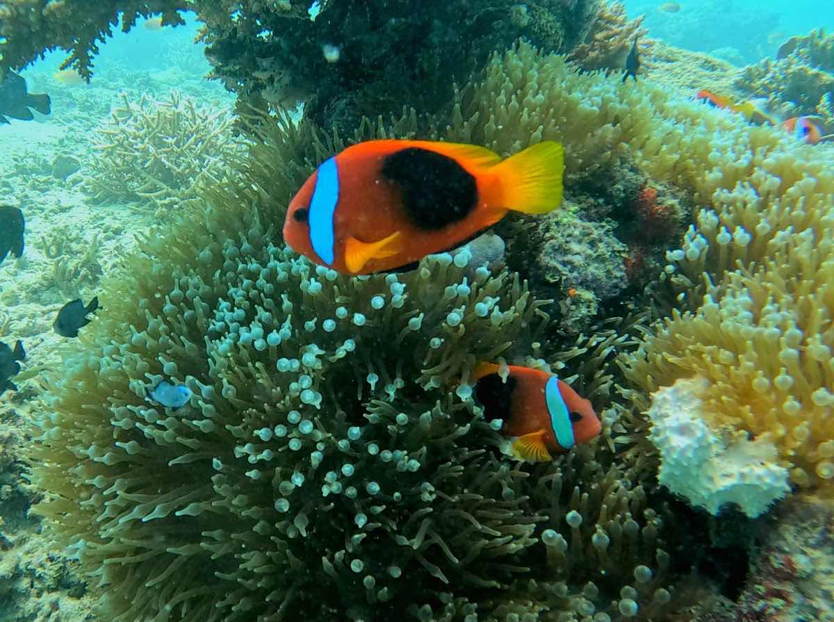 Triton Explorers photo 10