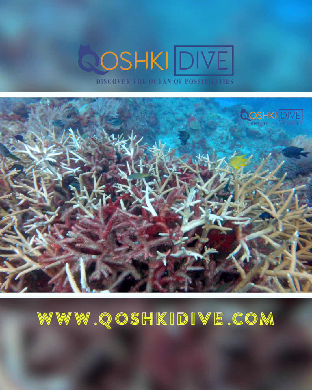 Qoshki Dive Team photo 10