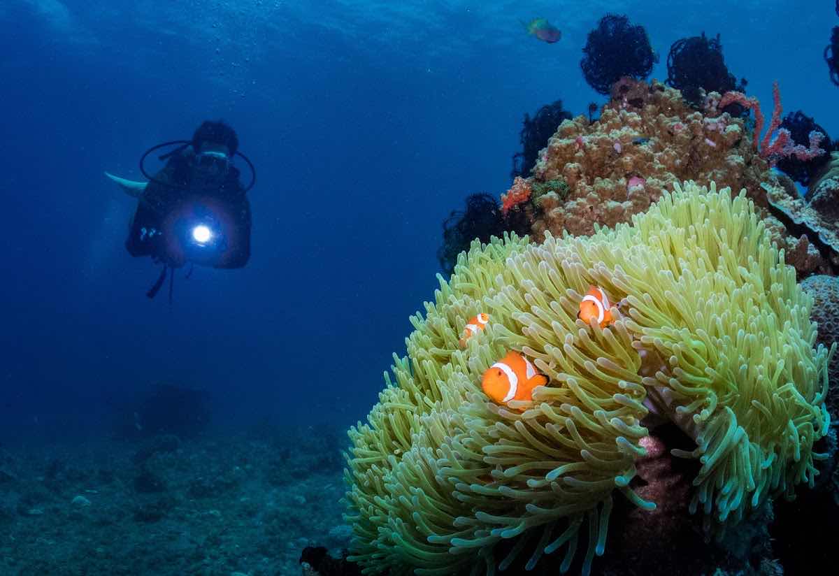 Wild Scuba Dumaguete photo 10