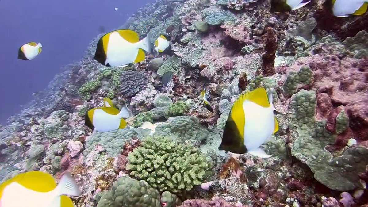 Dive Tonga photo 3